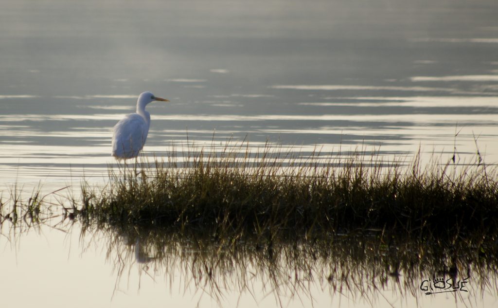 Credits: Giosuè Cuccurullo